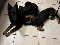 Gitan und Qiu